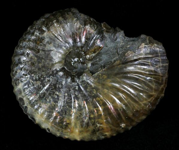 Hoploscaphites Ammonite - South Dakota #22697